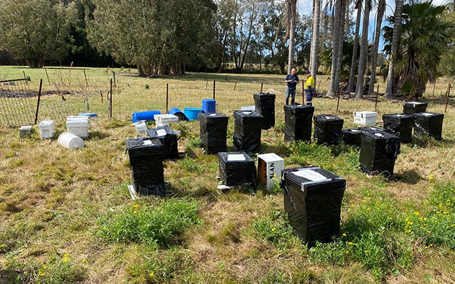 Disposing of beehives as part of Varroa mite outbreak response